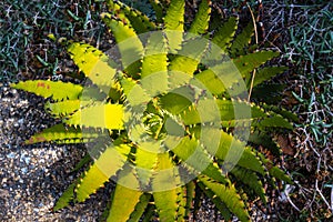 Aloe karasbergensis is a plant species of the genus Aloe in the subfamily of the Asphodelaceae Asphodeloideae