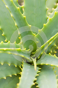 Aloe leafs