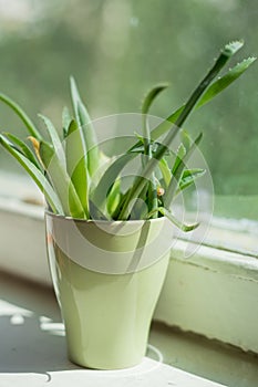 Aloe leaves in green mug on windowsill