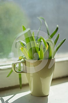 Aloe leaves in green mug on windowsill