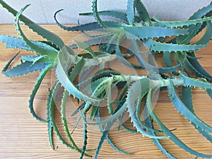 Aloe leaves on the table, to make aloe juice