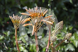 Aloe Leptophylla y Aloe Saponaria. aloe maculata plant about to flower. succulent aloe plant. It is endemic to South Africa,