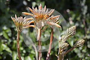 Aloe Leptophylla y Aloe Saponaria. aloe maculata plant about to flower. succulent aloe plant. It is endemic to South Africa,