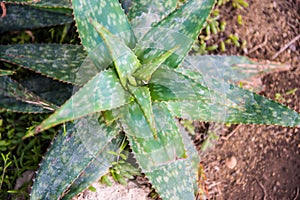 Aloe maculata photo