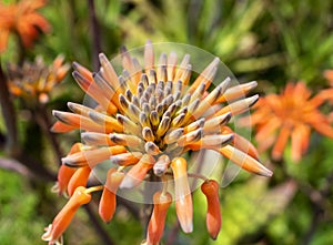 Aloe maculata close up image photo