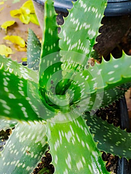 Aloe Maculata & x28;Babosa& x29; - Porto Alegre - Brazil photo