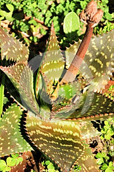 Aloe maculata plant in the garden