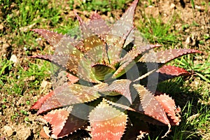 Aloe maculata plant in the garden