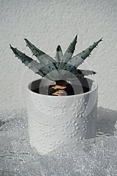 Aloe marlothii growing in a flower pot. Berlin, Germany