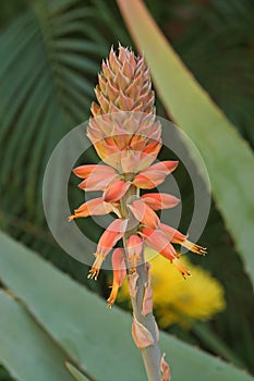 Aloe mast