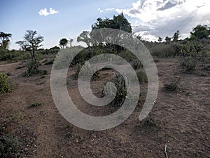 Aloe mcloughlinii, locality, Dire Dawa, southern Ethiopia
