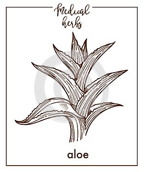 Aloe medical herb sketch botanical vector icon for medicinal herbal phytotherapy design