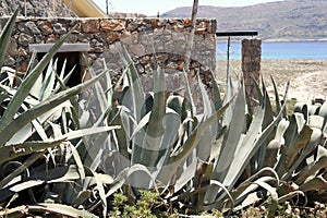 Aloe, a medicinal plant