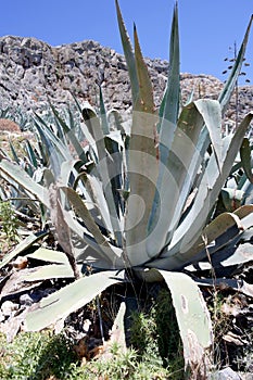 Aloe, a medicinal plant