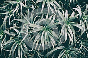 Aloe natural dramatic background. Overhead dark green succulent plants. Moody nature texture