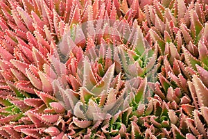 Aloe Nobilis