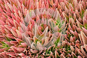 Aloe Nobilis photo