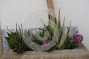 Aloe perfoliata, Aloe vera and Catharanthus roseus grow in August. Rhodes, Greece