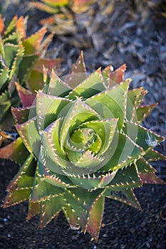Aloe perfoliata or mitre aloe, also commonly named Rubble Aloe