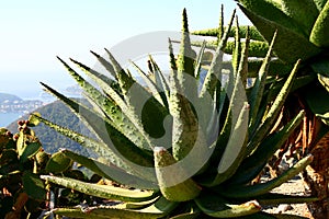 Aloe plan in Eze garden