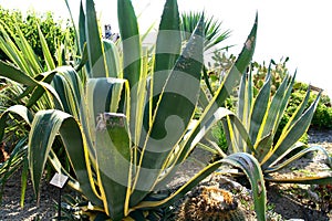 Aloe plan in Eze garden