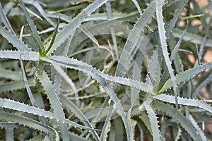 Aloe plant