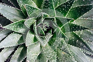 Aloe plant