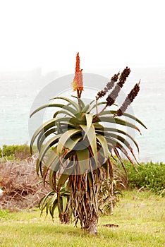 Aloe plant