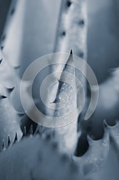 Aloe plant centre leaf close up