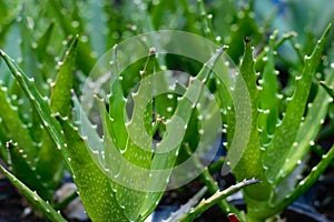 Aloe plant closeup full frame green background photography