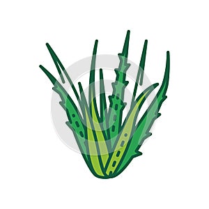 Aloe plant color line icon. Plant that used both internally and externally on humans as folk or alternative medicine. Pictogram