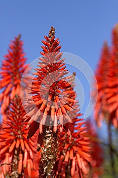 Aloe plant flower isolated on a blue sky background