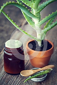 Aloe plant in flowerpot and bottle of aloe vera cream.