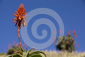 Aloe plant on hill top on a sunny day in south afr