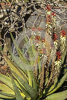 Aloe plant with orange and yellow flowers