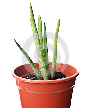 Aloe plant in pot
