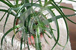 Aloe plant in the pot