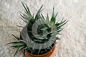 Aloe plant in the pot