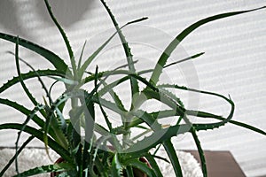 Aloe plant in the pot