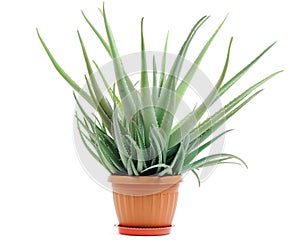 Aloe plant in a pot isolated