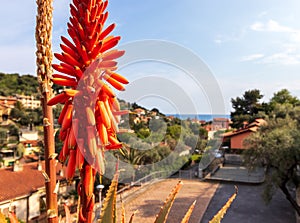 Aloe plant with red flower and italian landscape with hill view mediterranean sea, nature, houses and clouds on sea in sunny day