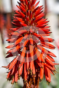 Aloe plant with red flower in vertical
