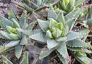 Aloe plant with short leaves - Aloe brevifolia