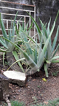 Aloe Plantas photo