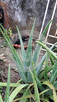 Aloe Plantas photo