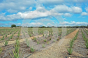 Aloe plants being cultivated in a field on Aruba photo