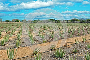 Aloe plants being cultivated in a field on Aruba island