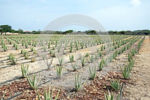 Aloe plants being cultivated in a field on Aruba Island