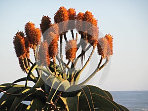 Aloe Plants on Coastline