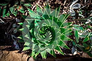 Aloe polyphylla